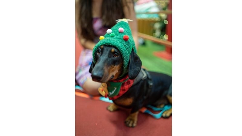 ENCONTRO DE NATAL PET AGITA O SHOPPING DEL REY NESTE SÁBADO (3)