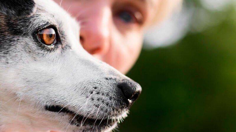 A importância da prevenção de doenças oftalmológicas em cães e gatos