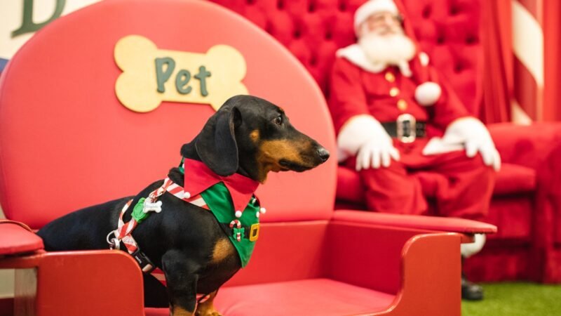 Shopping Del Rey promove evento de adoção de pets neste sábado (7)