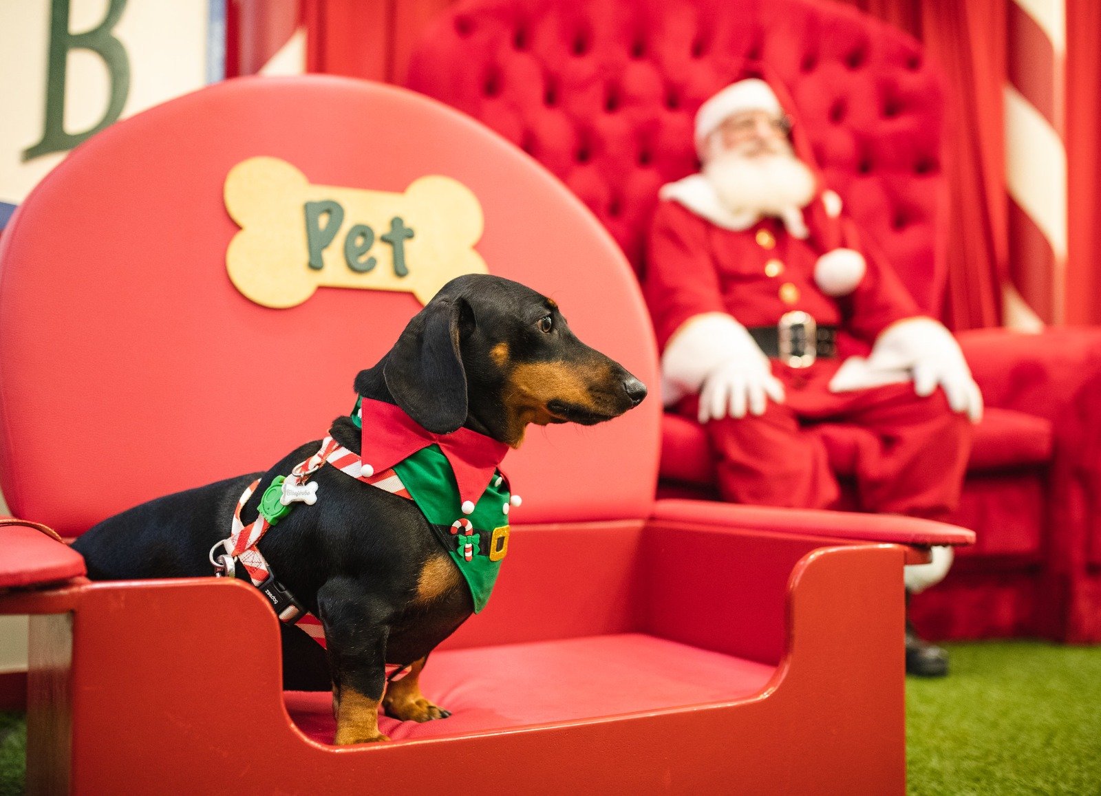 Shopping Del Rey promove evento de adoção de pets neste sábado (7)