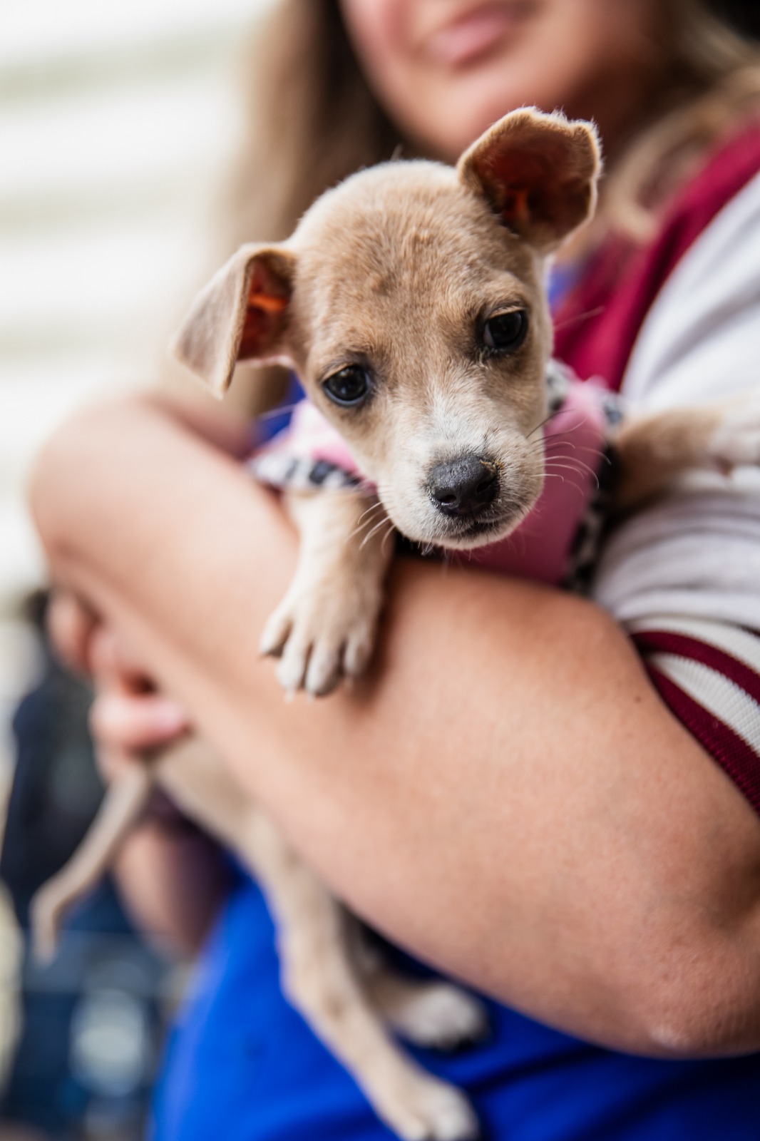 Boulevard Shopping promove Feira de Adoção Pet temática de Halloween   em parceria com a ONG GPA