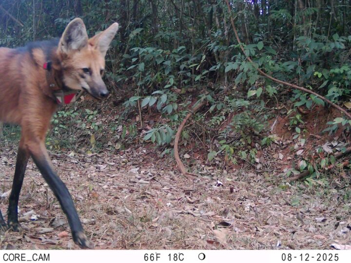 Lobos do Santuário do Caraça se mostram adaptados à presença de visitantes, aponta estudo